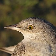 Höksångare, Sundre 20080604